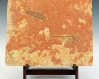 Prehistoric Fossil of Diplomystus Fish, Green River Formation, ca, 145  125 Mya