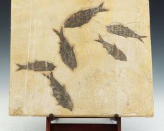 Large Prehistoric Fossil of Diplomystus Fish School, Green River Formation, ca, 145  125 Mya