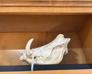Mounted warthog scull