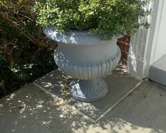 Vintage Style Concrete Urn Planter with Established Boxwood Shrub
