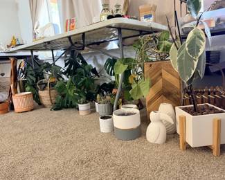 Plants and pots 