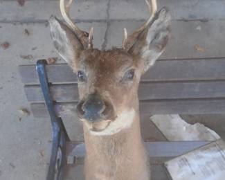 Deer mount