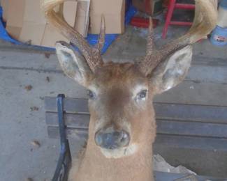 Huge buck (shot in 1952)