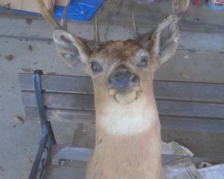 Deer mount