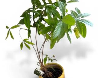 Live Money Tree In Floral Ceramic Pot