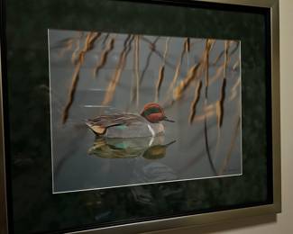 Duck Lithograph 