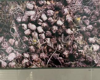 Lot #61 Kiegler Signed 1983 Color Photograph Framed Botanical Ground Study Art