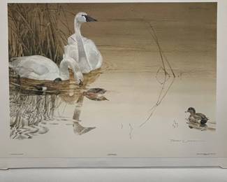 Lot #42 Thomas Quinn Tundra Swans Wigeon Print 123/550 Mill Pond Press Wildlife Art