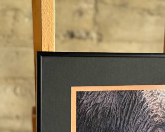 Framed photograph of two bison locking horns, taken at Yellowstone National Park in May 2009 near Madison River. The frame features a black mat with an orange inset highlighting the caption. It is professionally wired for wall hanging and measures approximately 16” H x 20” W inches. The verso includes framing details and gallery labels.