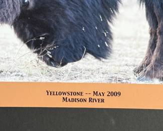 Framed photograph of two bison locking horns, taken at Yellowstone National Park in May 2009 near Madison River. The frame features a black mat with an orange inset highlighting the caption. It is professionally wired for wall hanging and measures approximately 16” H x 20” W inches. The verso includes framing details and gallery labels.