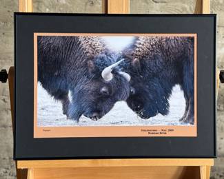 Framed photograph of two bison locking horns, taken at Yellowstone National Park in May 2009 near Madison River. The frame features a black mat with an orange inset highlighting the caption. It is professionally wired for wall hanging and measures approximately 16” H x 20” W inches. The verso includes framing details and gallery labels.