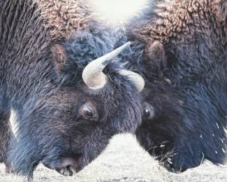 Framed photograph of two bison locking horns, taken at Yellowstone National Park in May 2009 near Madison River. The frame features a black mat with an orange inset highlighting the caption. It is professionally wired for wall hanging and measures approximately 16” H x 20” W inches. The verso includes framing details and gallery labels.