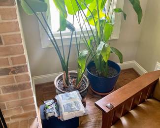 Bird of Paradise plants