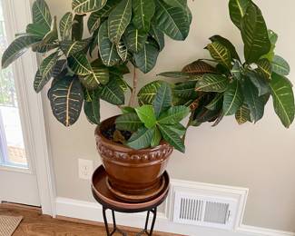 Croton houseplant
