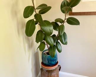 Rubber tree houseplant