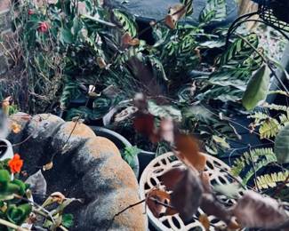 Plants that need TLC