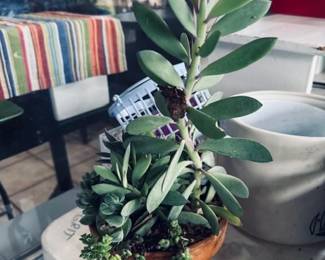 Succulents REAL Plants 