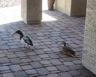 Ducks, not for sale, but thought they were cute 🥰