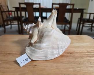 Natural Queen Conch Shell Specimen