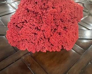 Red Pipe Organ Coral Specimen