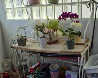 Bakers Rack, orchids