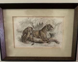 Vintage original wood engraving of wild cats.
