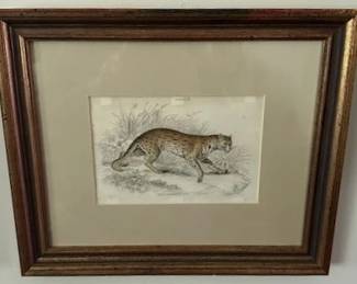 Vintage original wood engraving of wild cat.