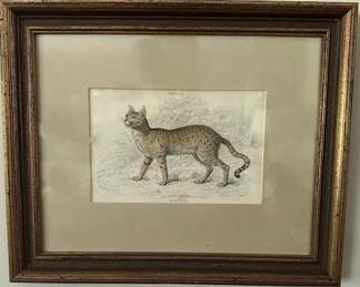 Vintage original wood engraving of wild cat.