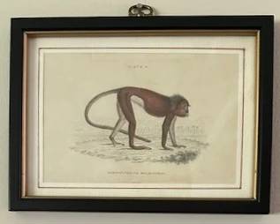 Vintage original wood engraving of langur or guenon monkey.