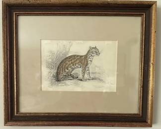 Vintage original wood engraving of wild cat.