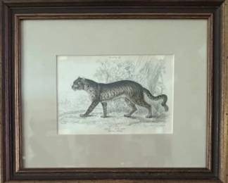 Vintage original wood engraving of wild cat.