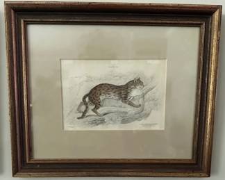 Vintage original wood engraving of wild cat.