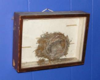 Framed birds nest