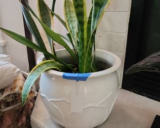 Sansevieria trifasciata 'Laurentii' in White Ceramic Planter