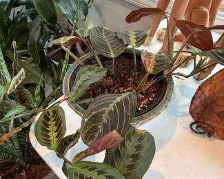 Maranta leuconeura var. erythroneura (Red Prayer Plant)