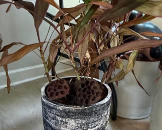 Cordyline Fruticosa (Ti Plant) in Textured Planter with Dried Lotus Pods