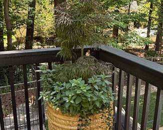 Large Decorative Ceramic Planter with Japanese Maple and Assorted Greenery
