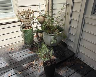 Assorted Potted Plants