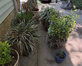 Assorted Potted Plants: Liriope, Variegated Shrub, and Herb