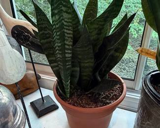 Sansevieria trifasciata 'Laurentii' (Snake Plant)