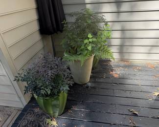 Nandina Domestica 'Harbour Dwarf' and Fern in Decorative Planters