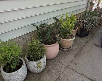 Assorted Potted Plants with Decorative Planters