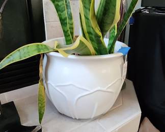 Sansevieria trifasciata 'Laurentii' in White Ceramic Planter