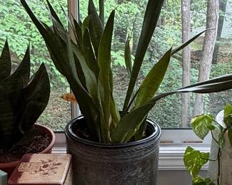 Sansevieria trifasciata 'Laurentii' (Snake Plant)