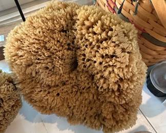 Natural Sea Sponge