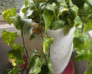 Golden Pothos (Epipremnum aureum) in Textured Pot