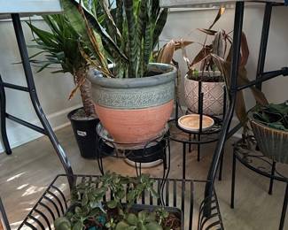 Snake Plant in Decorative Pot with Metal Plant Stand