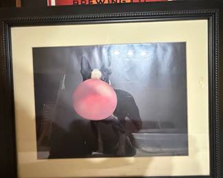 Framed Print of Boston Terrier with Bubble Gum by Ron Schmidt