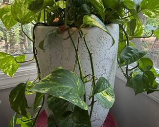 Epipremnum aureum 'Marble Queen' (Marble Queen Pothos)