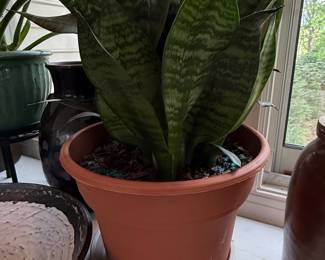 Sansevieria trifasciata 'Zeylanica' (Snake Plant)